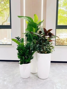 解锁宁波北仑花木租赁设计的魅力密码